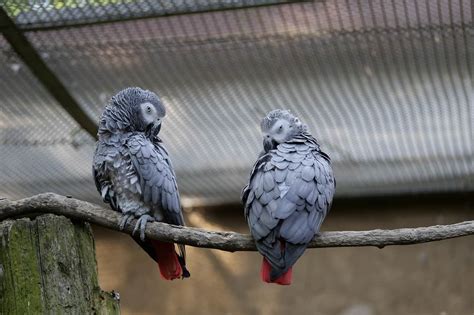 Breeding African Grey Parrots | Step by Step Guide - WooParrot