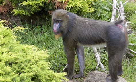 Mandrill - San Francisco Zoo & Gardens