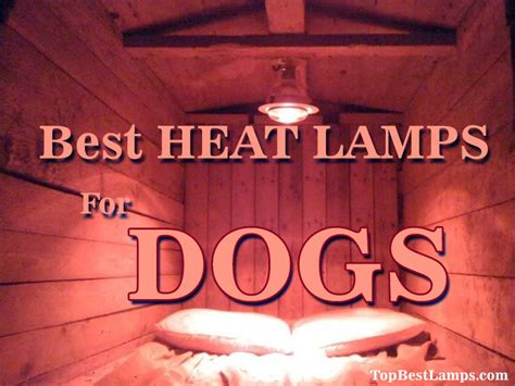 {10} Best Heat Lamps for Dogs (Updated 2024)