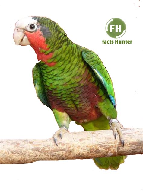 Bird's Lifestyle: Grand Cayman Parrot - National Bird of Cayman Islands