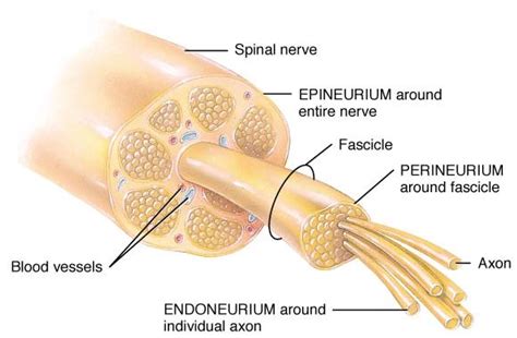 Fascial Layers, Part 2 + Anatomy of a Nerve — Tami Apland, LMT