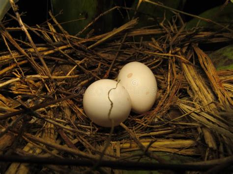 Nest Of The Ruddy Ground Dove (Columbina Talpacoti) Stock Photo - Image ...