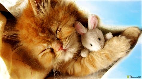 🔥 [50+] Baby Kittens Wallpapers | WallpaperSafari