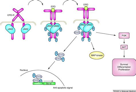 A JAK2 mutation in myeloproliferative disorders: pathogenesis and ...