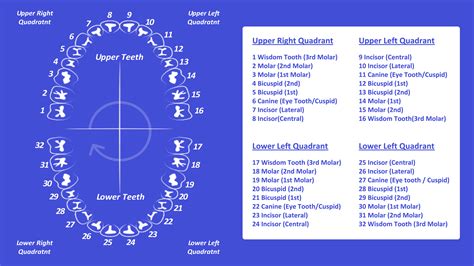 Tooth Number Chart (Printable PDF) — Mashup Math