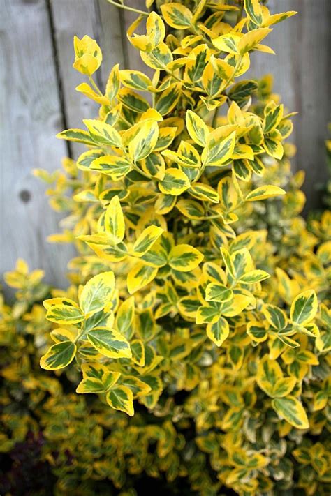 Six Shrubs That Grow in Shade | Shade landscaping, Shade loving shrubs ...