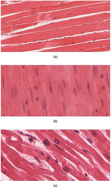 TYPES OF MUSCLE TISSUE