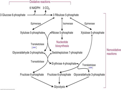 Pentose Phosphate Pathway Flashcards | Quizlet