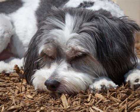 Is Mulch Bad for Dogs and Your Safest Dog-Friendly Mulch Options ...