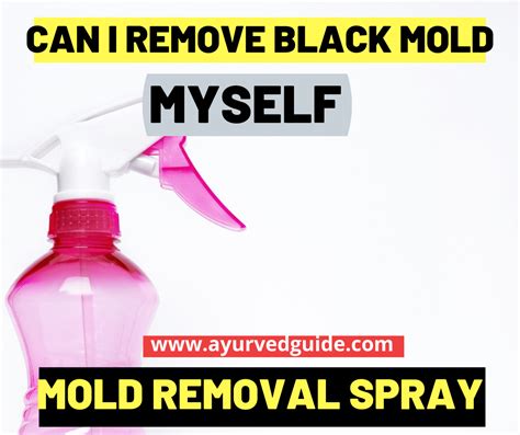 Black Mold Removal Process |Mold Removal Spray | Ayurved Guide | Mold ...