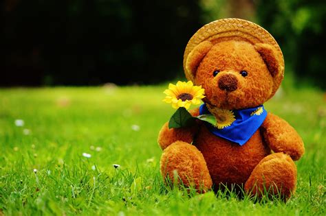 Teddy Bear Wallpapers Images Photos Pictures Backgrounds