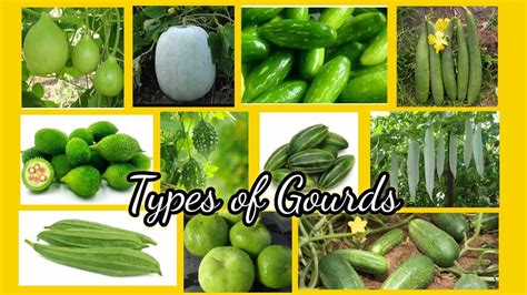 Types of Gourd | 11 types of Gourds |Gourd family with pictures ...