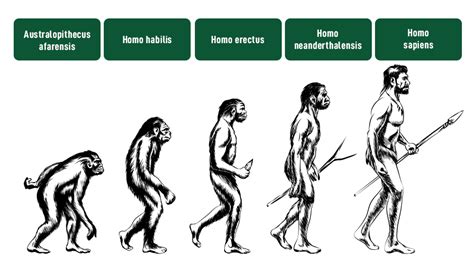 Evolution Of Humans - History, Stages, Characteristics, FAQs ...