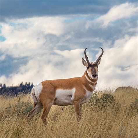 Badlands National Park Wildlife | Badlands Natural History Association