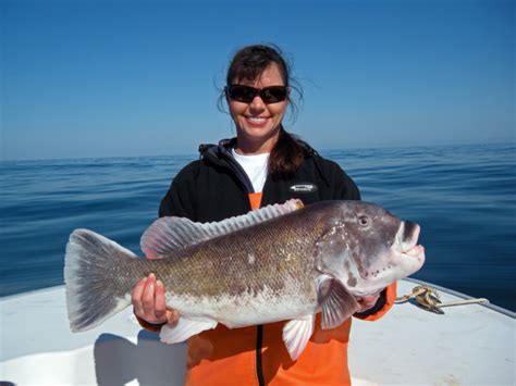 Tautog Photos and Tautog Gyotaku Fish Art by Chesapeake Bay Fish Prints