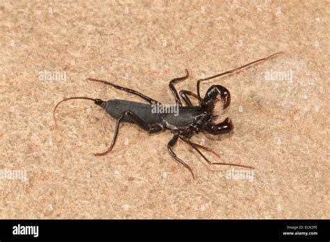 Whip tail scorpion Labochirus sp. Family: Uropygi, Agumbe, Karnataka ...