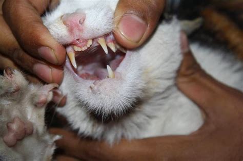 ALL ABOUT PETS: cat teeth problem