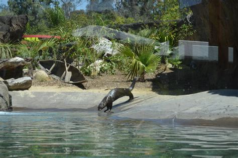 Giant River Otter Habitat - ZooChat