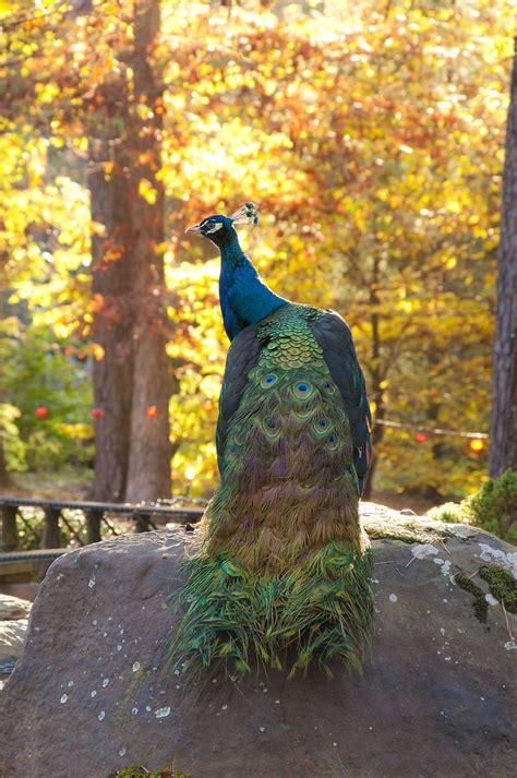 A Garvan peacock! | Hot springs arkansas, Hot springs, Fall colors