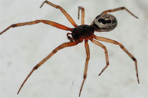 False widows: A web of intrigue or just a load of spider hysteria ...