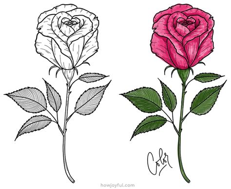 Art Beautiful Rose Drawing Color - 800 x 800 jpeg 159 kb.