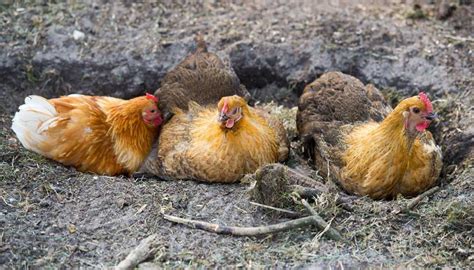 What is a Chicken Dust Bath? Easy Steps to Make One - Dine-A-Chook