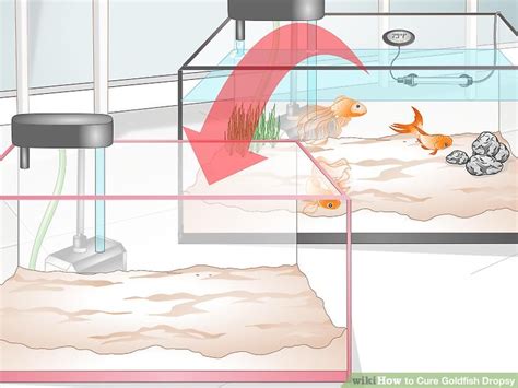 How to Cure Goldfish Dropsy: 15 Steps (with Pictures) - wikiHow