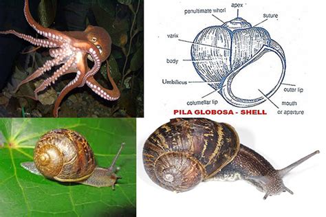 General Characteristics of Phylum Mollusca