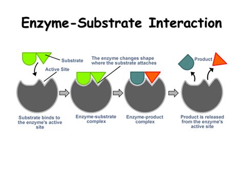 [DIAGRAM] Diagram Of Enzyme Interaction - MYDIAGRAM.ONLINE