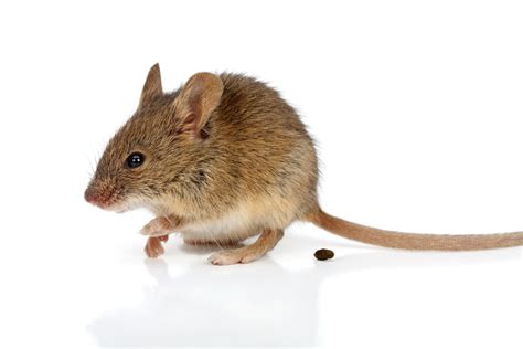 What Does Mouse Poop Look Like? Identifying Mice Poop | EcoGuard