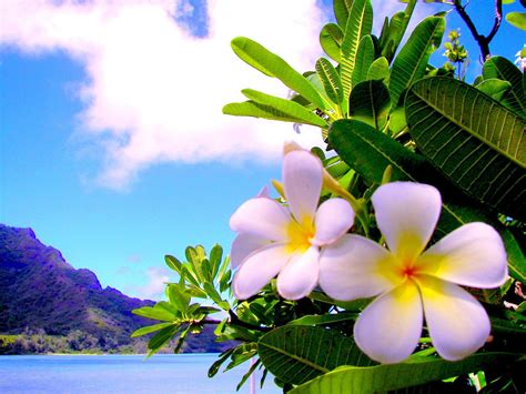 Awesome Hawaiian Flowers Wallpapers - Top Free Awesome Hawaiian Flowers ...