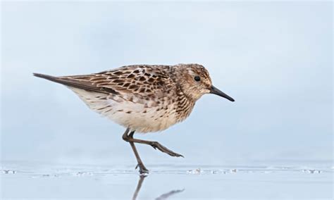 Bird Lore: White-rumped Sandpiper - My Edmonds News