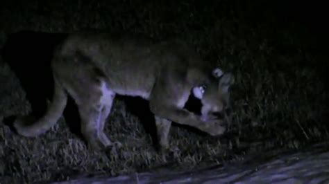 CAUGHT ON CAMERA: Family saves dog from mountain lion attack - ABC13 ...