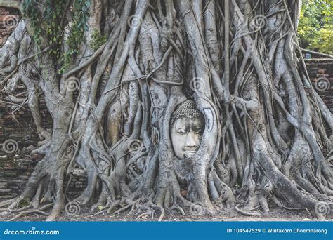 Buddha Head in Tree Roots in Wat Mahathat Stock Image - Image of ...