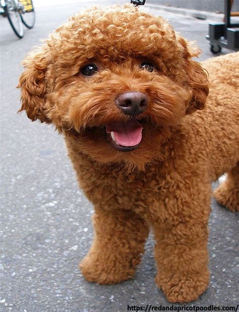 25+ Adorable And Cute Poodle Haircuts For Dog Lovers (2022 Hairstyles)