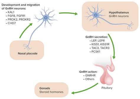 Síndrome de Kallmann | Concise Medical Knowledge