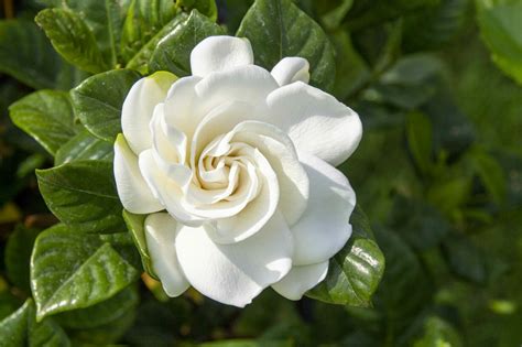 Are Gardenia Plants Poisonous To Dogs And Cats