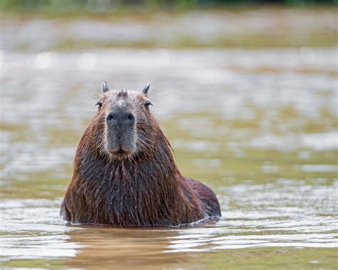 Capybara: Meet the World’s Largest Rodent