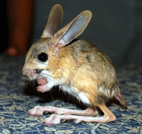 Long-eared Jerboa - Habits, Fun Facts, Pictures and Other Information ...