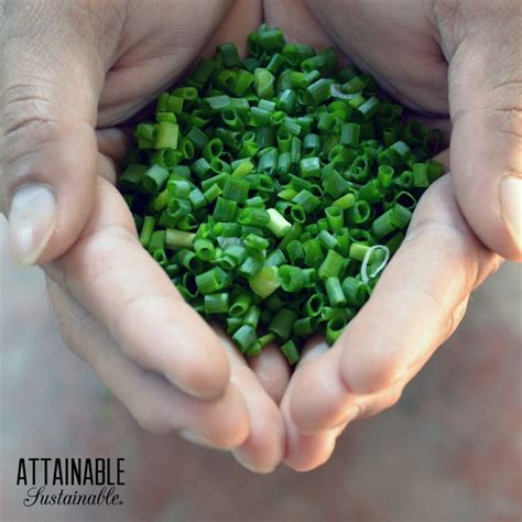 Growing Green Onions for a Flavorful Harvest - Attainable Sustainable®