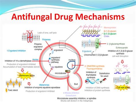 Mechanism of Action of Antifungal Drugs • Microbe Online