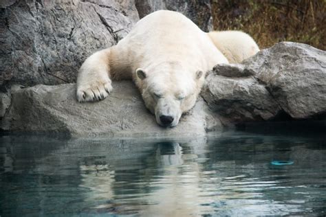 Meet the Bears: Visit the Cochrane Polar Bear Habitat - Northeastern ...