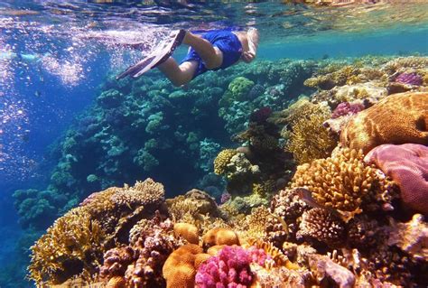 Snorkelling on the Great Barrier Reef | palm bay resort