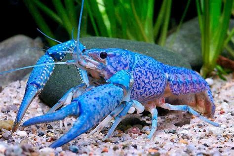 Adult blue crayfish