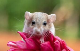 133 Unique Gerbil Names From Sweet to Spunky | LoveToKnow Pets