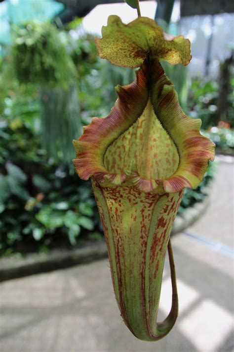 Nepenthes (Tropical Pitcher Plant) - Plant Profile - Oxley Nursery ...