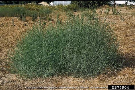 Russian thistle (Salsola tragus L.)