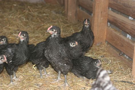 Young Australorp Chicks -- Roosters or Hens? | BackYard Chickens