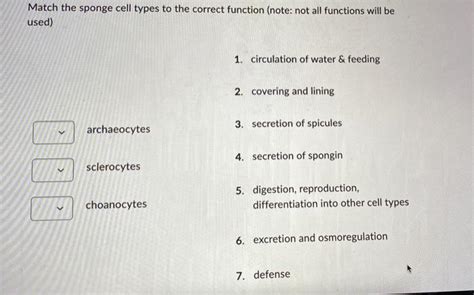 Solved Match the sponge cell types to the correct function | Chegg.com