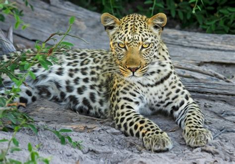 Free Images : nature, wilderness, wildlife, zoo, africa, national park ...